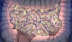 Catalog of Human Gut Bacteria Expected to Advance Microbiome Research