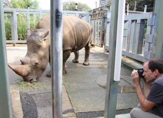 For World Rhino Day, UMass Amherst and Australia’s Perth Zoo team create 3D rhino model