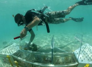Living coral cover will slow future reef dissolution