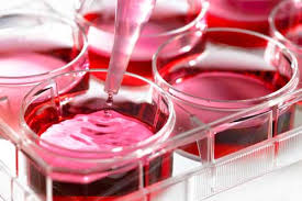 Media, Sera And Reagents In Biotechnology Market Global Research Report 2019 to 2025 – X Herald