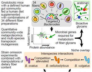 Microbiome Hungry for the Right Fiber