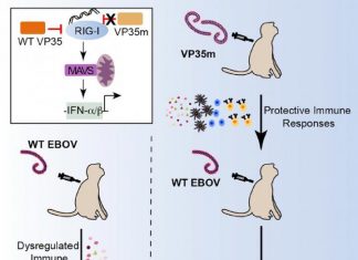 Mutant live attenuated Ebola virus immunizes non-human primates