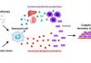 Senescent Cells Promote Blood Clotting