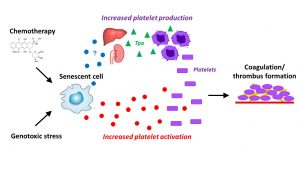 Senescent Cells Promote Blood Clotting