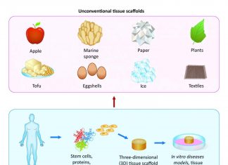 Using unconventional materials, like ice and eggshells, as scaffolds to grow tissues
