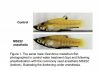 Anesthetizing fish may affect research outcomes