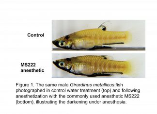 Anesthetizing fish may affect research outcomes