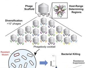 Antibiotic-Resistant Bacteria Tickle the Phage’s Engineered Tail