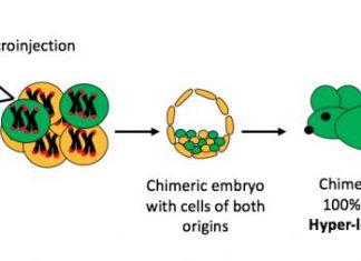 Hyper-Long Telomeres Give Non-Genetically Modified Mice Longer, Healthier Lives