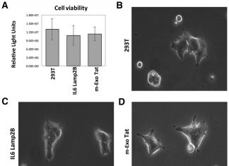 Impact of exosomal HIV-1 Tat expression on the human cellular proteome