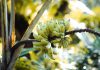 Is biotechnology suitable for saving the banana? – Born2Invest
