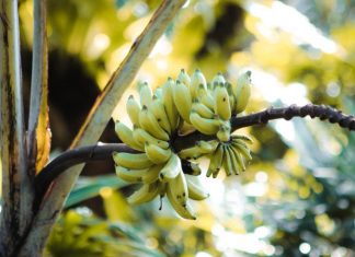 Is biotechnology suitable for saving the banana? – Born2Invest
