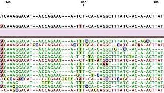 New portable DNA sequencer quickly and accurately diagnoses wheat viruses