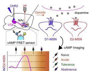 Opioid Addiction Mechanism Could Serve as Treatment Target