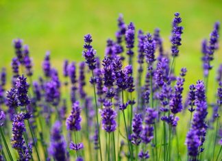 Plant biotechnology, should the European regulation on GMOs be reviewed – Born2Invest