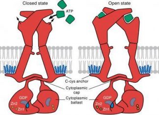 Protein associated with many diseases fully visualized for first time
