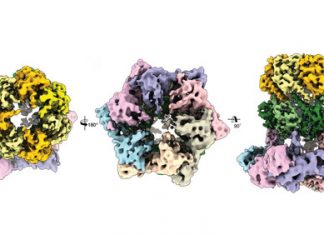 Researchers unravel how ADEP antibiotics work – European Biotechnology
