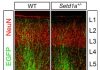 Schizophrenia Memory Deficits Reversed in Adult Mice