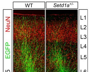 Schizophrenia Memory Deficits Reversed in Adult Mice