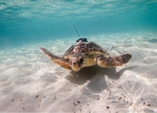 Animals could help humans monitor oceans