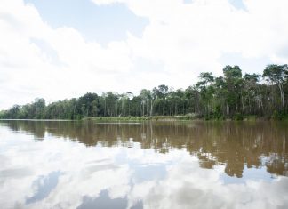 Black carbon found in the Amazon River reveals recent forest burnings