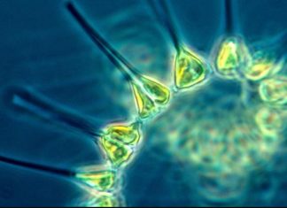 Blue Biotechnology Market 2019 Research by Business Opportunities, Top Manufactures, Industry Growth, Industry Share Report, Size, Regional Analysis and Global Forecast to 2025 – Markets Gazette 24