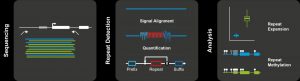 CRISPR and Nanopore Sequencing Shed New Light on Genome’s Dark Matter