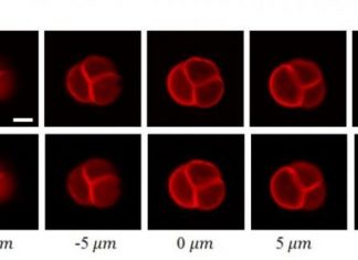 CUHK Faculty of Engineering develops novel imaging approach