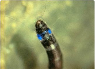 Discovery of first blue light emitting South American insect