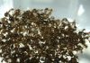 Fire ants’ raft building skills react as fluid forces change