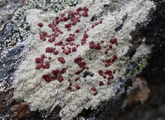 Lichens are way younger than scientists thought