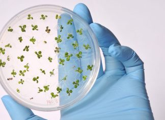Margaret Atwood and the Biotechnology of Tomorrow – NC State News