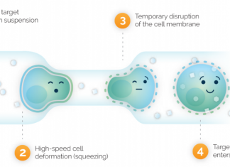 “Squeezing” Cells Could Transform Cell Therapy Manufacturing