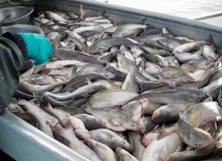 Study shows invasive blue catfish can tolerate high salinities