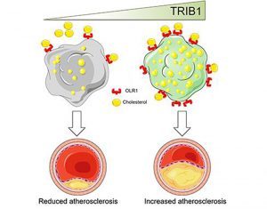 TRIB1 Inhibition in Macrophages Could be New Cardiovascular Disease Therapy Target