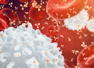 What protects killer T cells from accidental death?