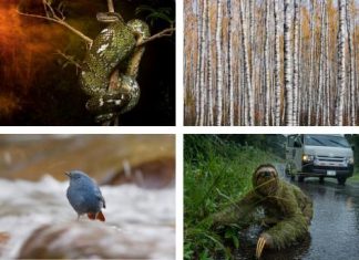 Winning images of British Ecological Society photography competition announced