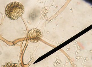 Biotechnology advances in controlling mycotoxins – New Food