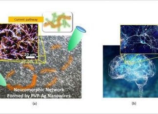 Brain-like functions emerging in a metallic nanowire network