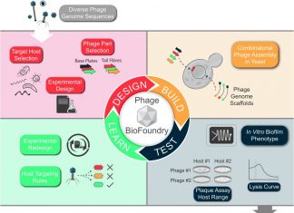 Building Better Bacteriophage with Biofoundries to Combat Antibiotic-Resistant Bacteria