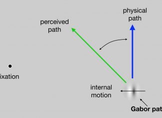 Dartmouth study finds conscious visual perception occurs outside the visual system