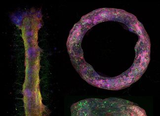 Illinois team develops first of a kind in-vitro 3D neural tissue model