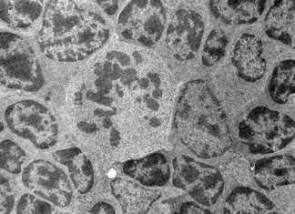 Molecular drills target and destroy deadly superbugs