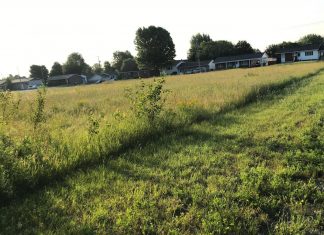 Mowing urban lawns less intensely increases biodiversity, saves money and reduces pests