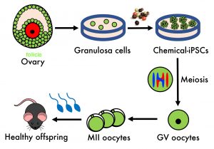 Oocytes Generated from Chemically Reprogrammed Mouse Granulosa Cells Produce Healthy Pups