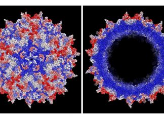 Research enables artificial intelligence approach to create AAV capsids for gene therapies