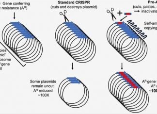Tackling antibiotic resistance head-on with CRISPR