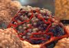 French Biotech Raises €19M to Hit Phase I with Cancer… – Labiotech.eu