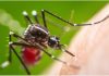 Genetically engineered mosquitoes halt Dengue spread
