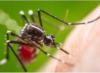 Genetically engineered mosquitoes halt Dengue spread